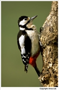 Great-Spotted-Woodpecker-3